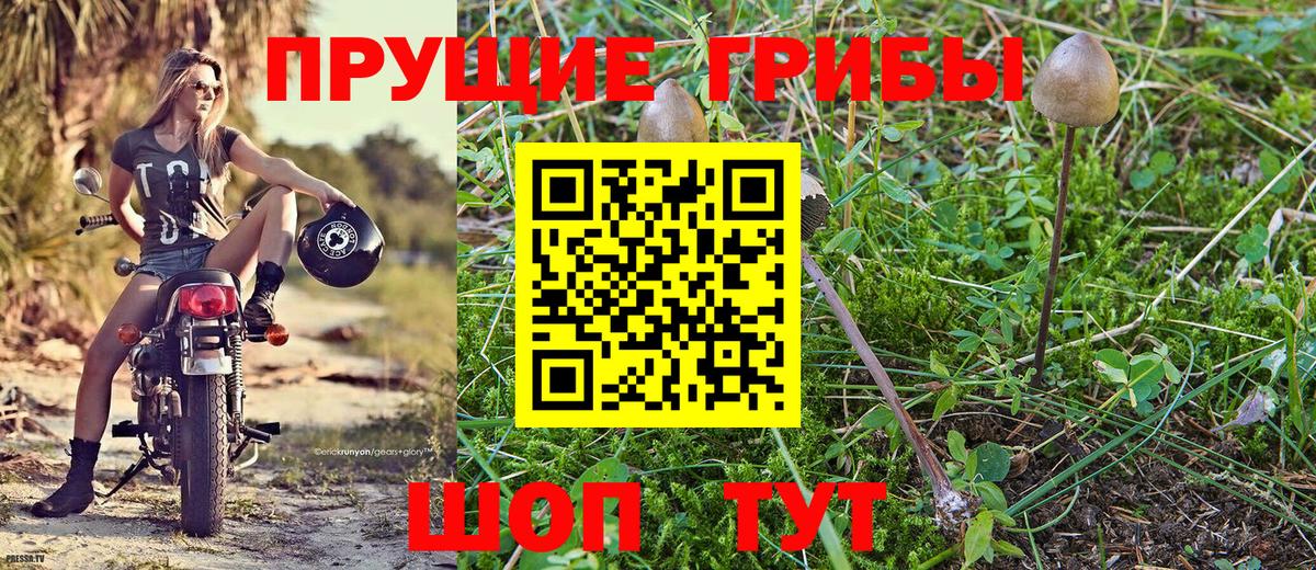 Псилоцибиновые грибы Psilocybe Владивосток